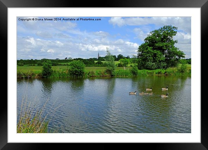  Hylands Park Framed Mounted Print by Diana Mower