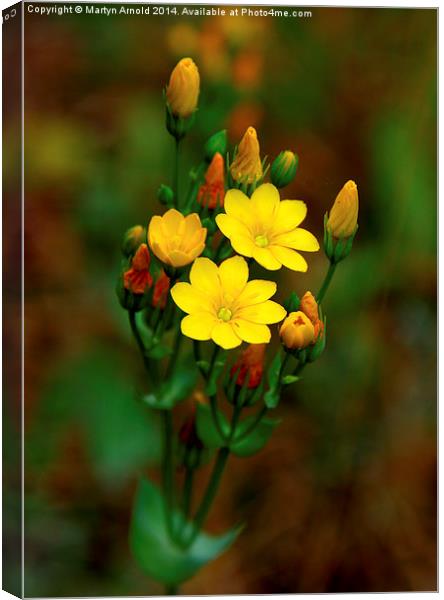  Yellow-wort Wildflower Canvas Print by Martyn Arnold