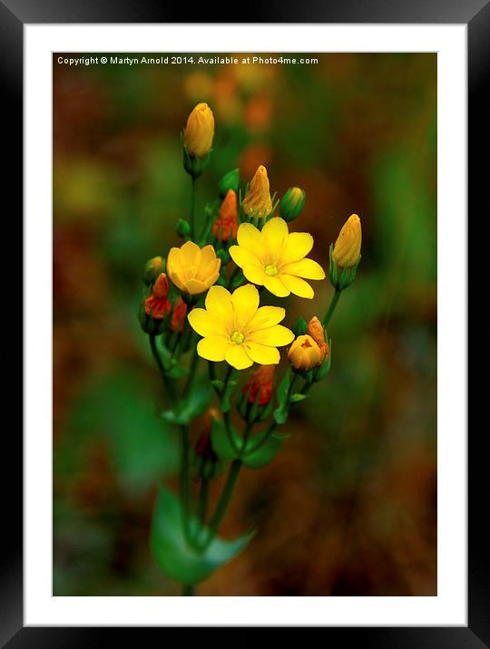  Yellow-wort Wildflower Framed Mounted Print by Martyn Arnold