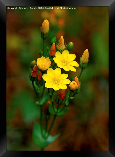 Yellow-wort Wildflower Framed Print by Martyn Arnold