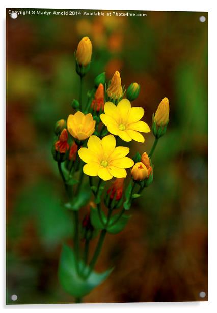  Yellow-wort Wildflower Acrylic by Martyn Arnold