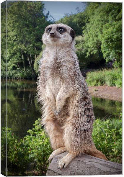 Meerkat  "The sentinel" Canvas Print by Rob Lester