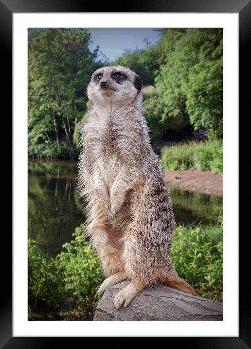 Meerkat  "The sentinel" Framed Mounted Print by Rob Lester