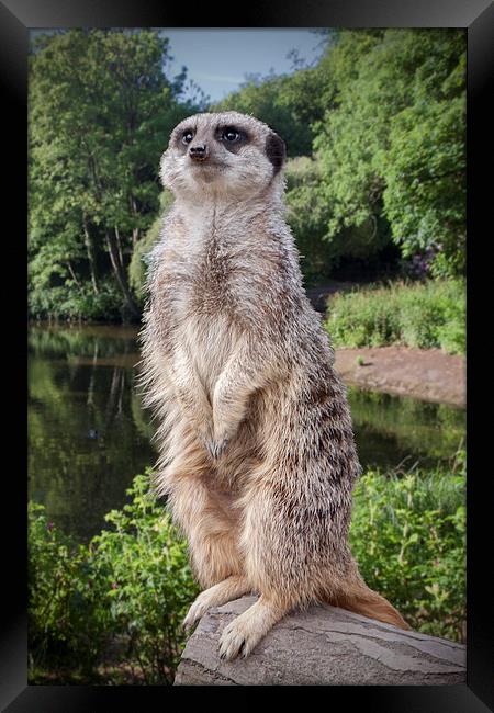 Meerkat  "The sentinel" Framed Print by Rob Lester