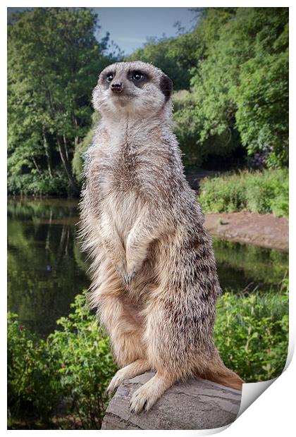 Meerkat  "The sentinel" Print by Rob Lester