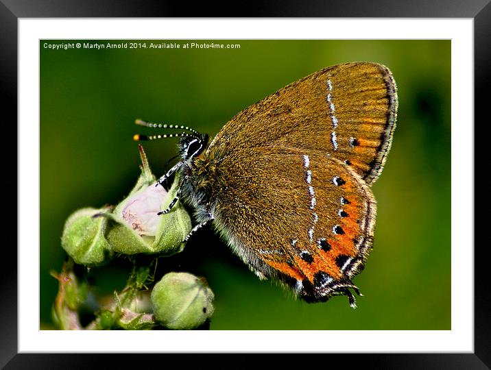 The Rare Beauty of Black Hairstreak Butterfly Framed Mounted Print by Martyn Arnold