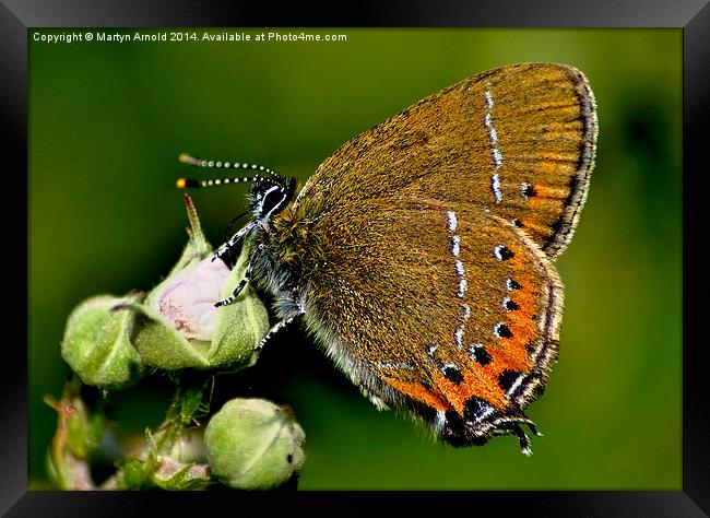 The Rare Beauty of Black Hairstreak Butterfly Framed Print by Martyn Arnold