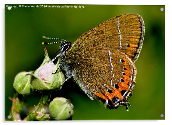 The Rare Beauty of Black Hairstreak Butterfly Acrylic by Martyn Arnold