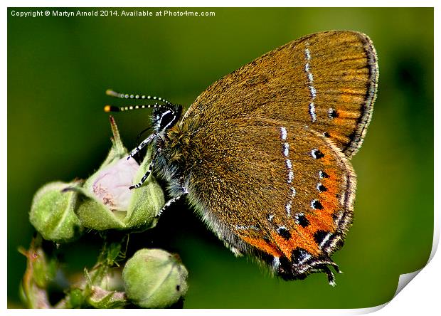 The Rare Beauty of Black Hairstreak Butterfly Print by Martyn Arnold