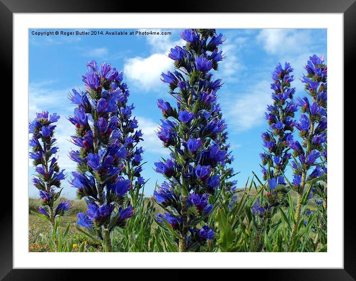  Vipers Bugloss Cornwall Framed Mounted Print by Roger Butler