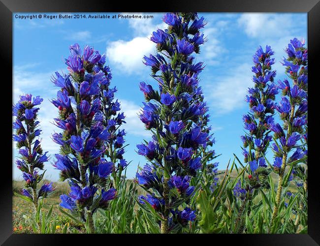  Vipers Bugloss Cornwall Framed Print by Roger Butler
