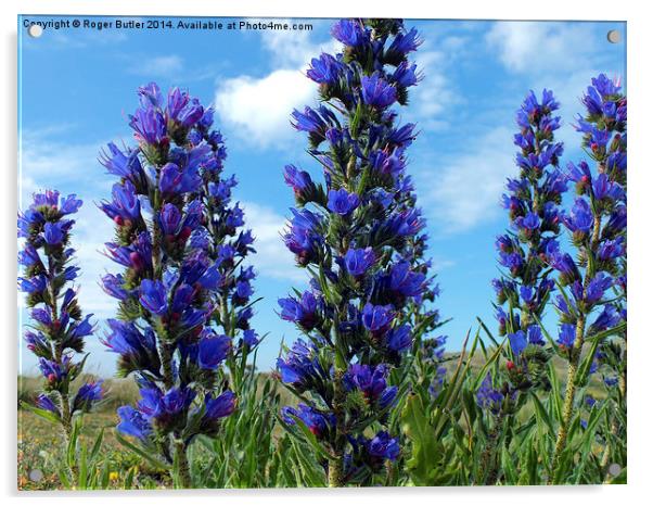 Vipers Bugloss Cornwall Acrylic by Roger Butler