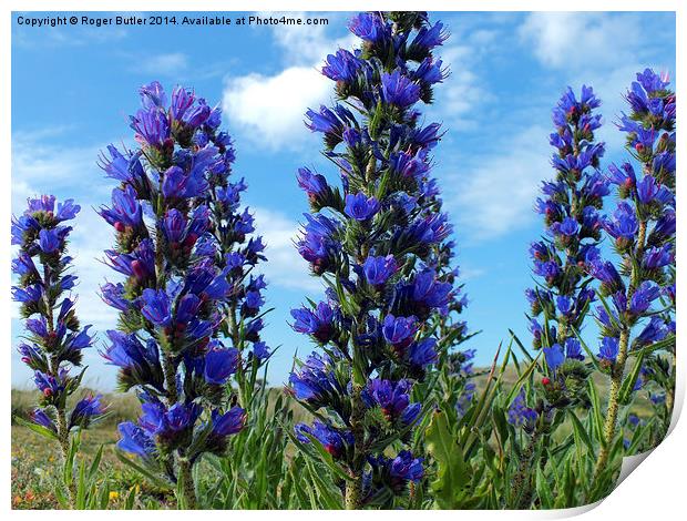  Vipers Bugloss Cornwall Print by Roger Butler