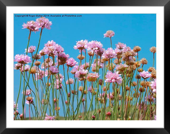Cornish Pink Thrift Framed Mounted Print by Roger Butler