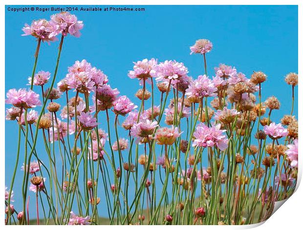 Cornish Pink Thrift Print by Roger Butler