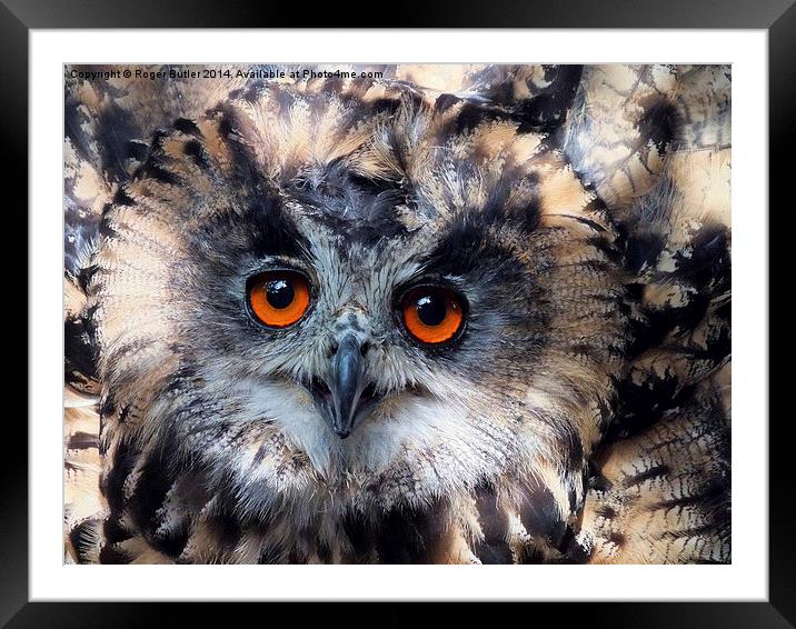   European Eagle Owl Framed Mounted Print by Roger Butler