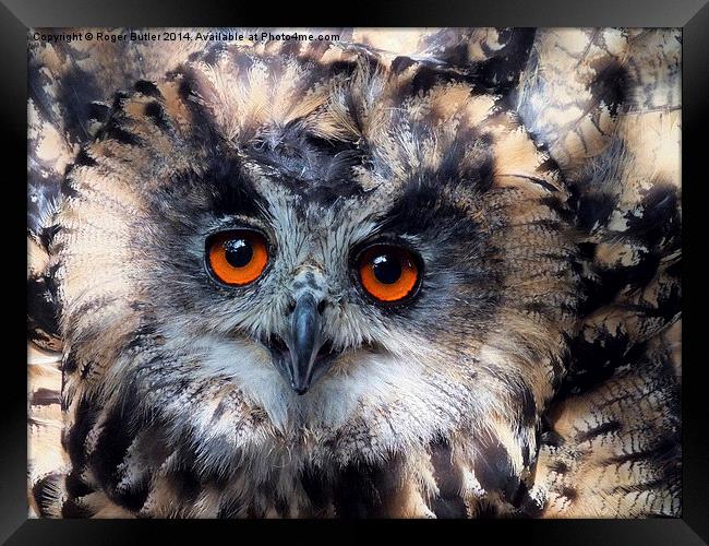   European Eagle Owl Framed Print by Roger Butler