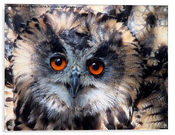   European Eagle Owl Acrylic by Roger Butler