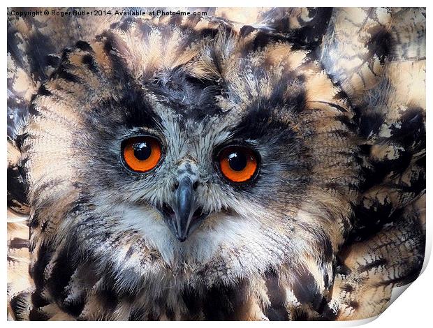   European Eagle Owl Print by Roger Butler
