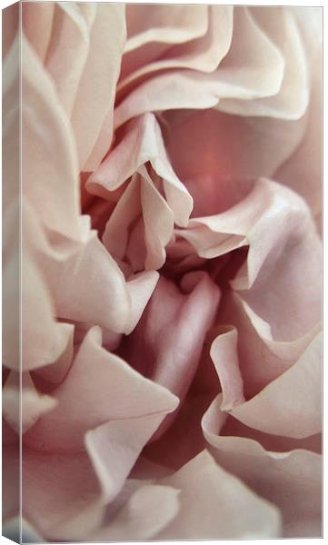  Ruffled Rose Canvas Print by Iona Newton