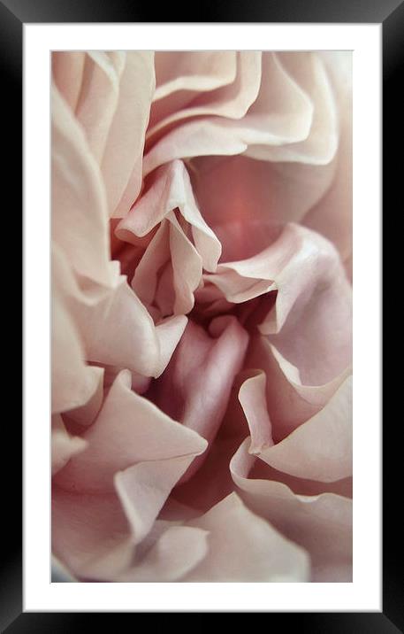 Ruffled Rose Framed Mounted Print by Iona Newton