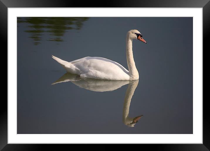  White Swan Framed Mounted Print by Dean Messenger
