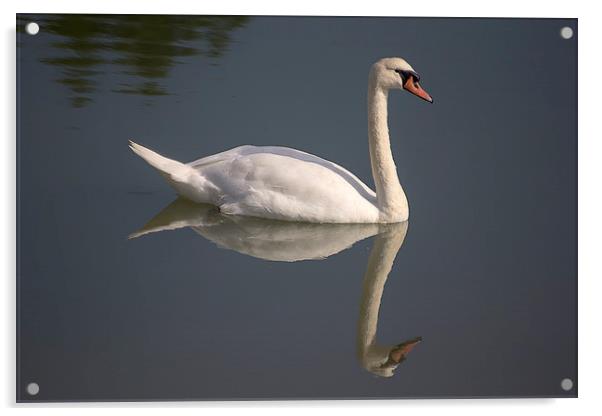 White Swan Acrylic by Dean Messenger