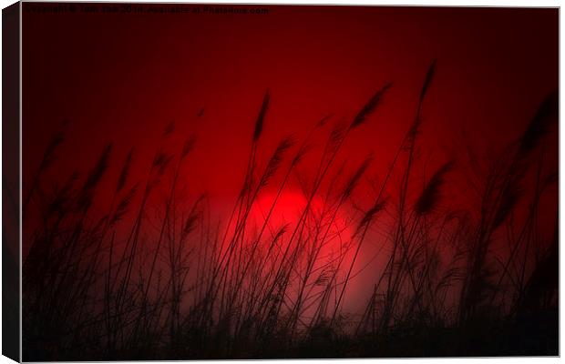 Silhouettes at Sunset  Canvas Print by Tom York
