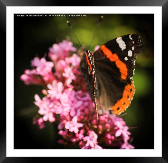 The Butterfly Framed Mounted Print by Stewart Nicolaou