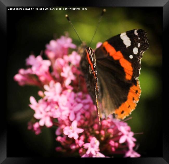 The Butterfly Framed Print by Stewart Nicolaou