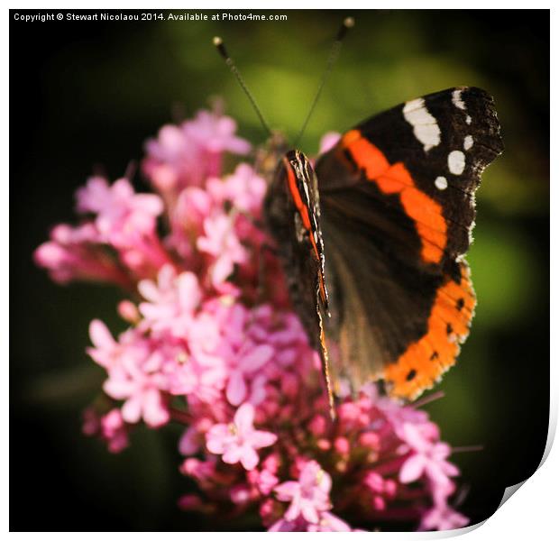 The Butterfly Print by Stewart Nicolaou