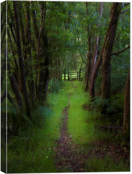 Woodland path and stile Canvas Print by Leighton Collins