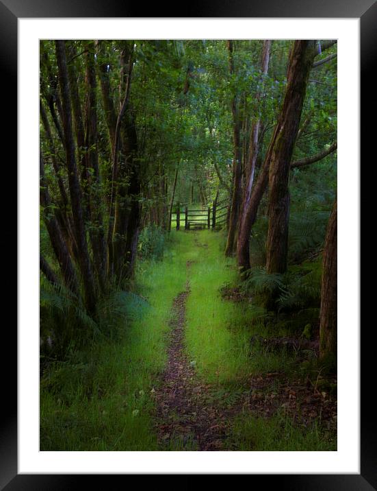  Woodland path and stile Framed Mounted Print by Leighton Collins