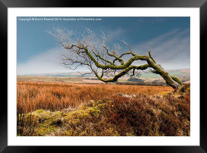  Prevailing Wind Framed Mounted Print by Dave Rowlatt