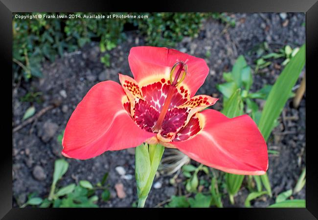 The Beautiful Tigridia in all its glory. Framed Print by Frank Irwin