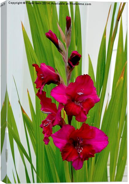  Beautiful Gladioli in all its glory Canvas Print by Frank Irwin