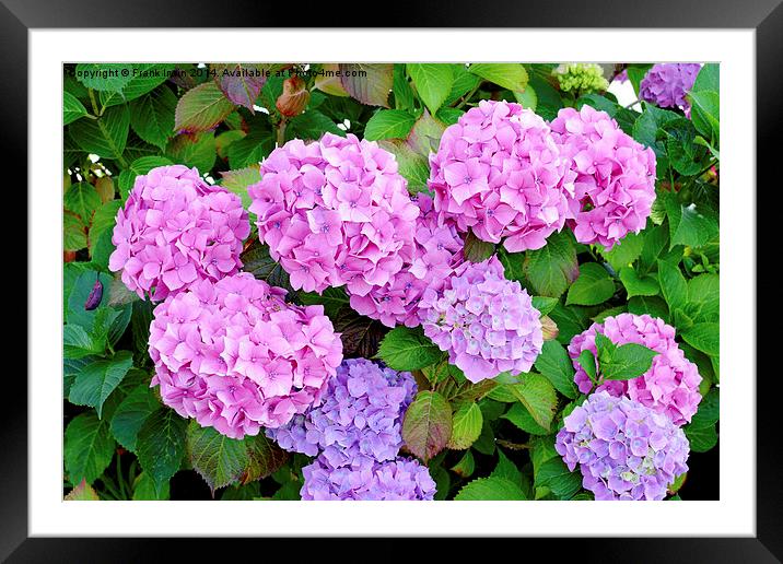  Common but colourful Hydrangea Framed Mounted Print by Frank Irwin