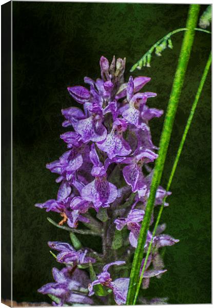 Common Spotted Orchid Textured Canvas Print by Steve Purnell