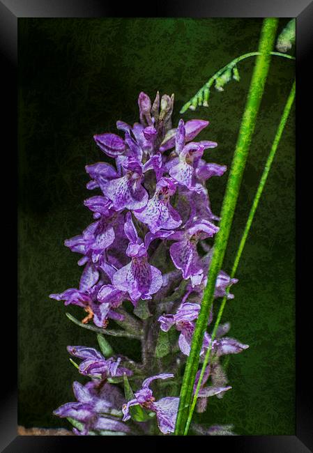 Common Spotted Orchid Textured Framed Print by Steve Purnell