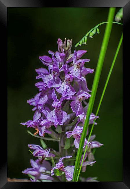 Common Spotted Orchid Framed Print by Steve Purnell