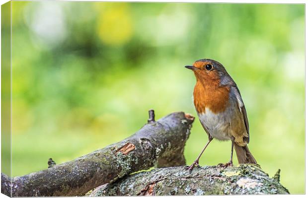 Robin Standing on a Fallen Branch with Green Back Canvas Print by Phil Tinkler