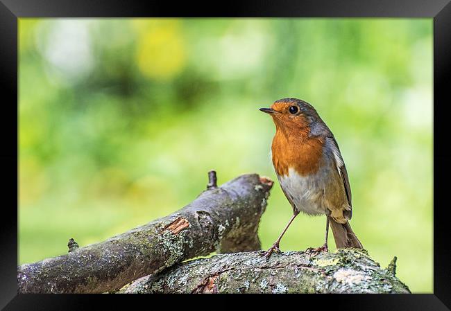  Robin Standing on a Fallen Branch with Green Back Framed Print by Phil Tinkler