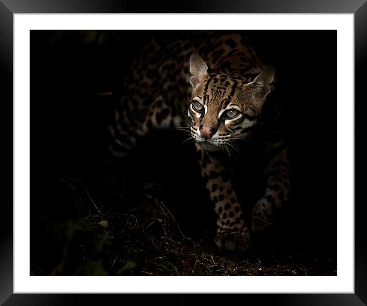  Out of the Shadows Framed Mounted Print by Selena Chambers