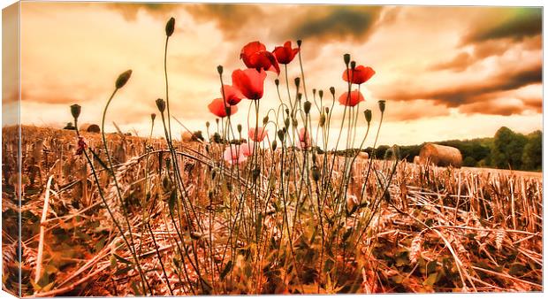  Last of the Poppies Canvas Print by Dean Messenger