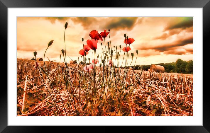  Last of the Poppies Framed Mounted Print by Dean Messenger