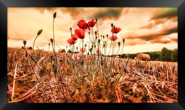  Last of the Poppies Framed Print by Dean Messenger