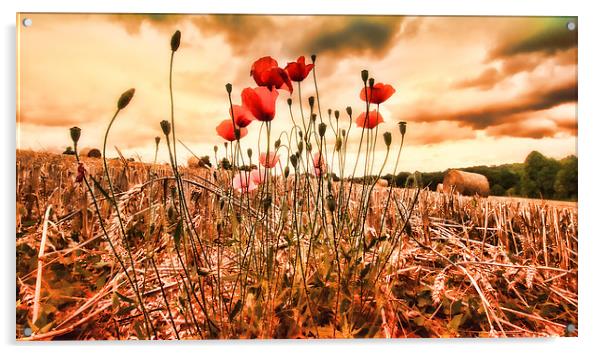  Last of the Poppies Acrylic by Dean Messenger