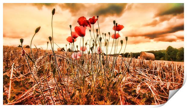  Last of the Poppies Print by Dean Messenger