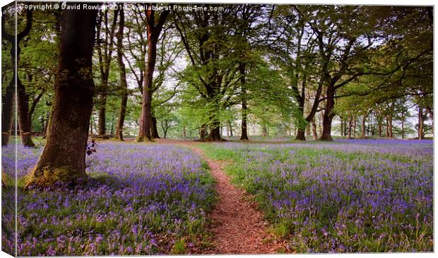  Blackbury Camp  Canvas Print by Dave Rowlatt