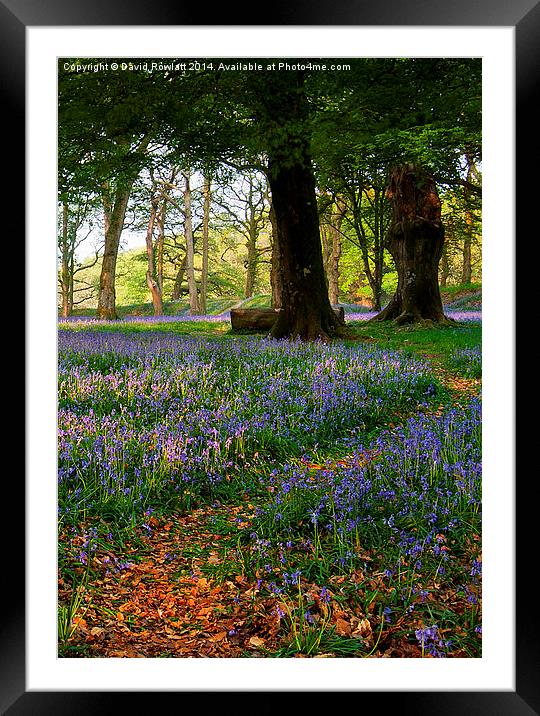  Blackbury Camp 3 Framed Mounted Print by Dave Rowlatt